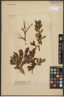 Foto von Salix phylicifolia L.